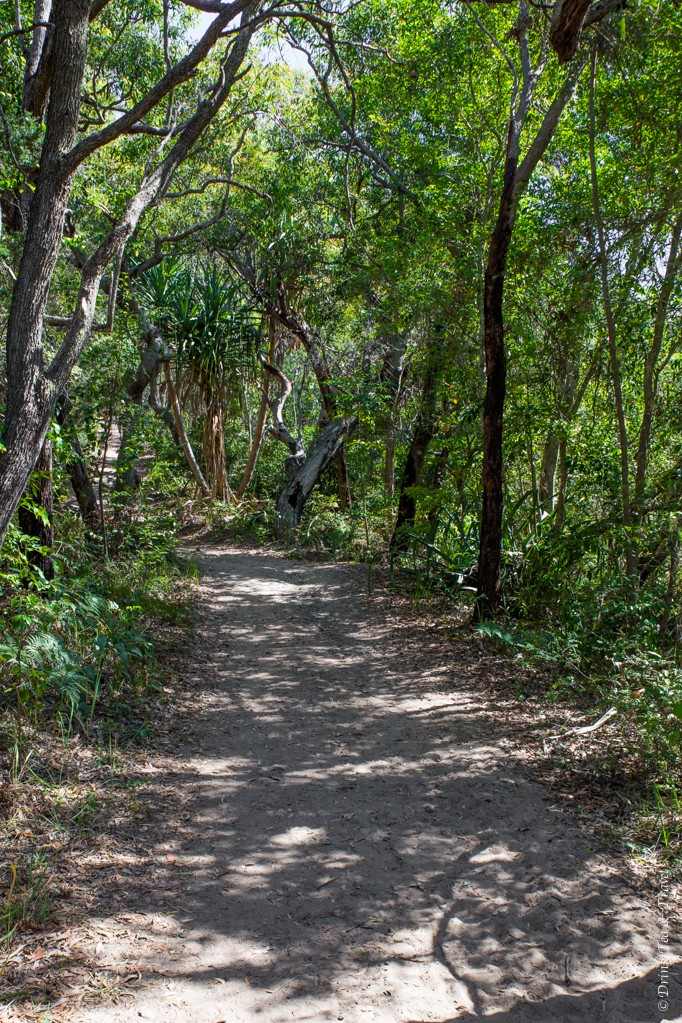 Along the Alexandria Bay track, Noosa National Park