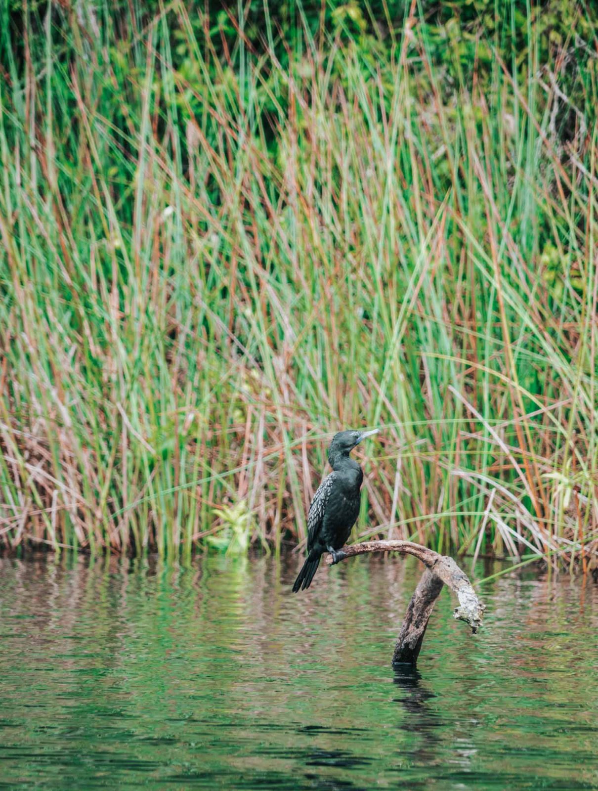 Visit Atherton Tablelands Near Cairns, Australia