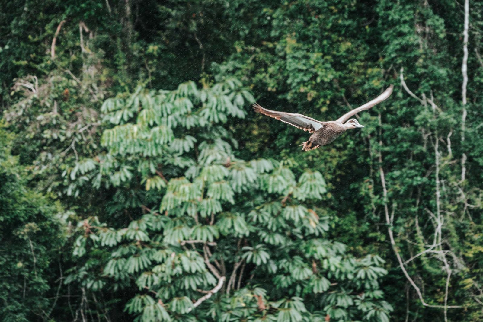  Visitez les Plateaux d'Atherton Près De Cairns, en Australie