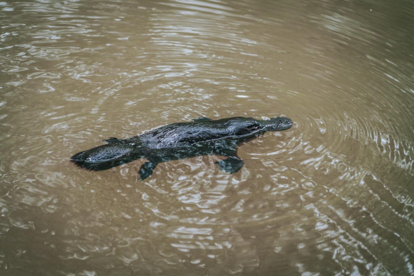 Besuchen Sie Atherton Tablelands in der Nähe von Cairns, Australien