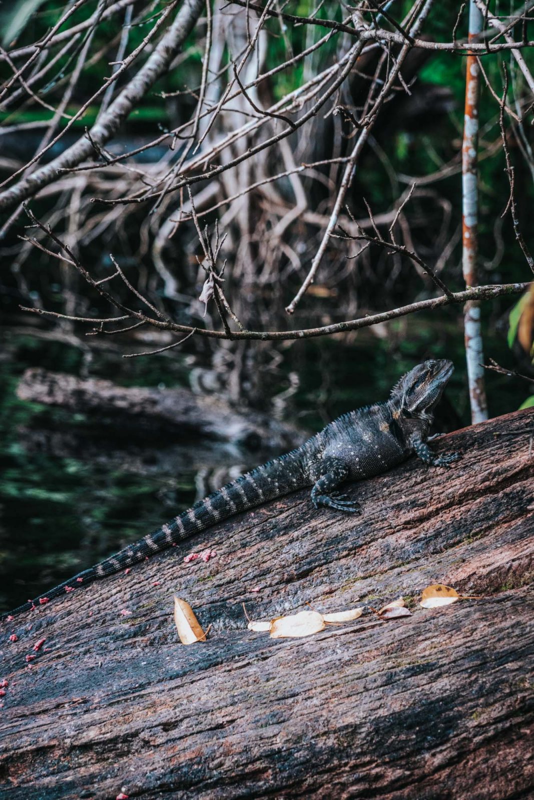 Visita Atherton Tablelands Vicino A Cairns, Australia