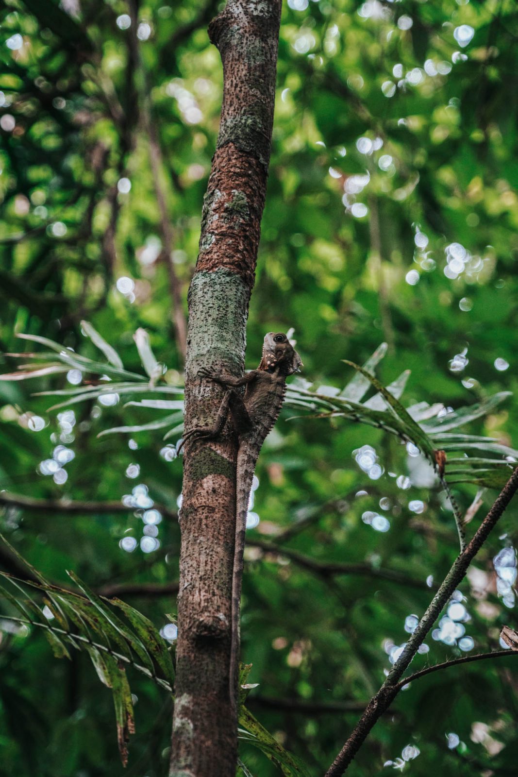 Besøk Atherton Tablelands Nær Cairns, Australia