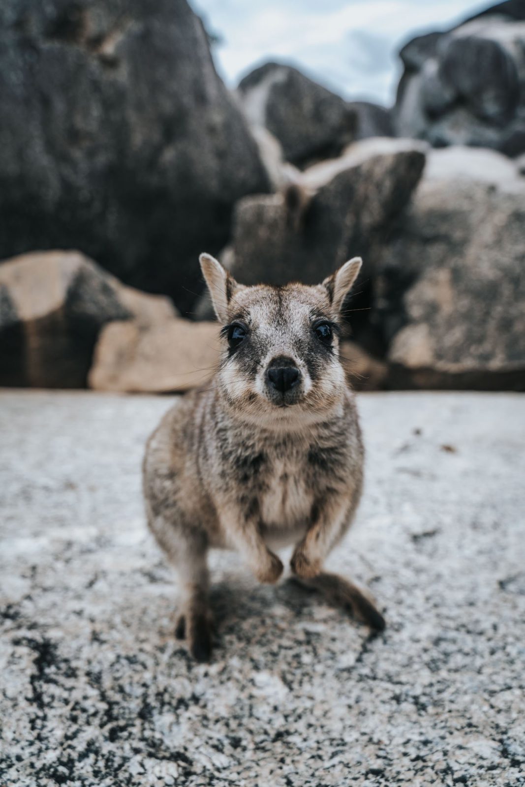  Besuchen Atherton Tablelands in der Nähe von Cairns, Australien