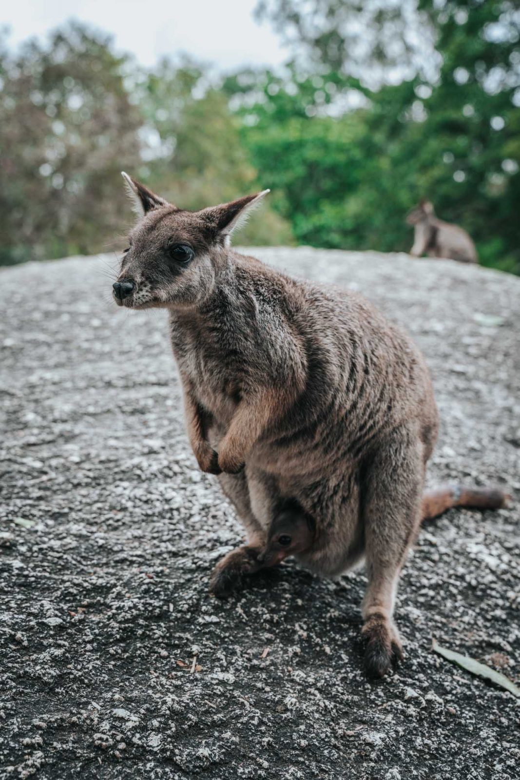 látogasson Atherton Tablelands közelében Cairns, Ausztrália