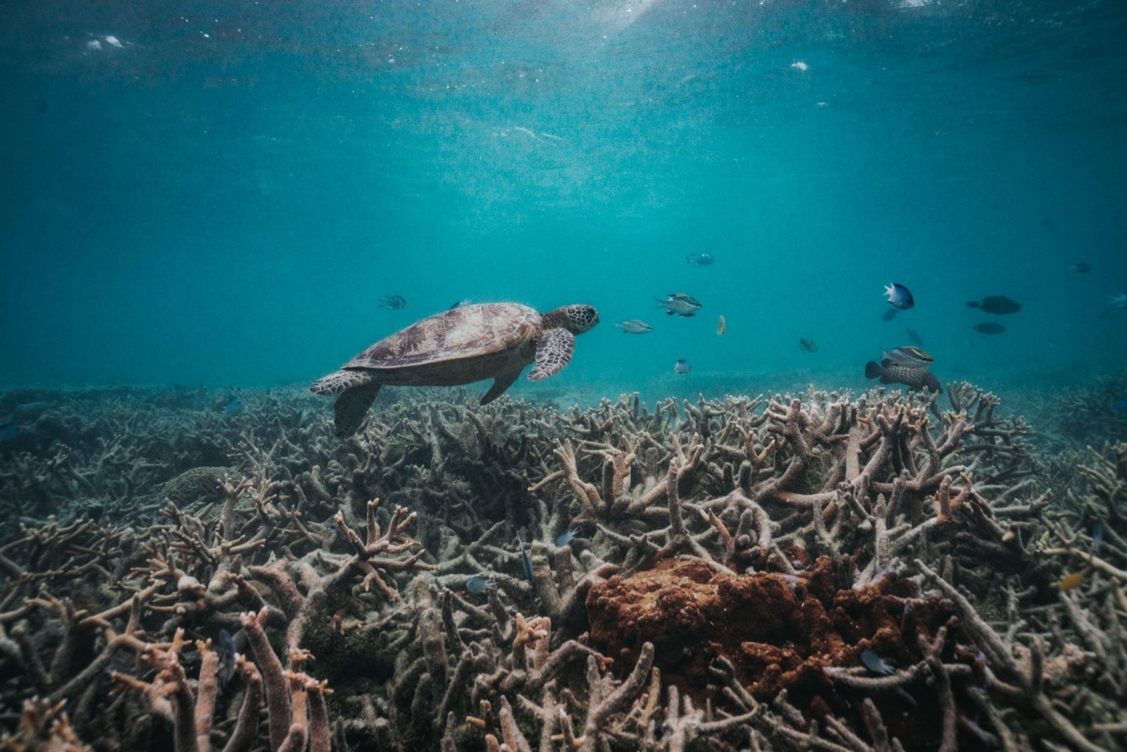 Things to do in Port Douglas: Great Barrier Reef