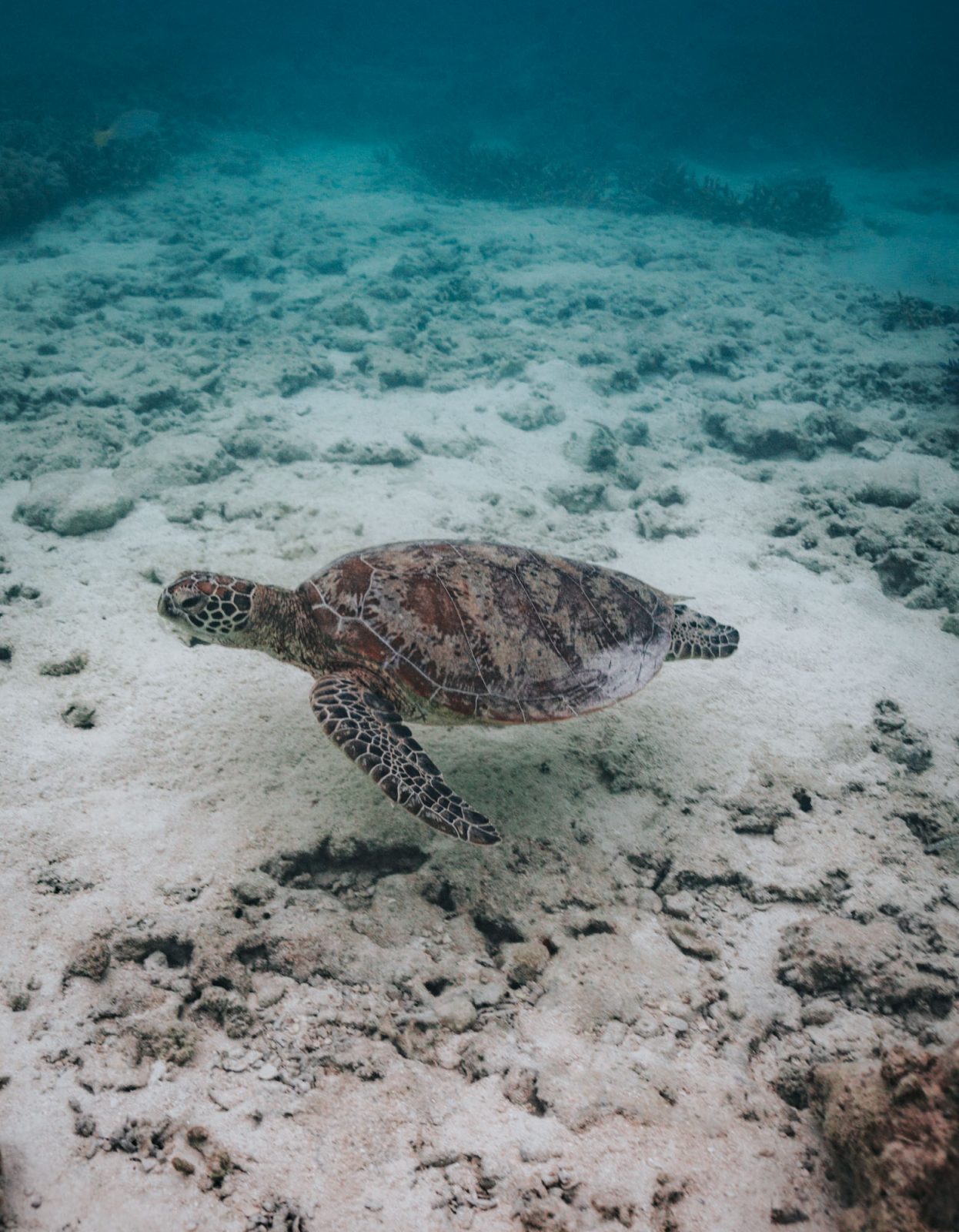 Turtles at Great Barrier Reef