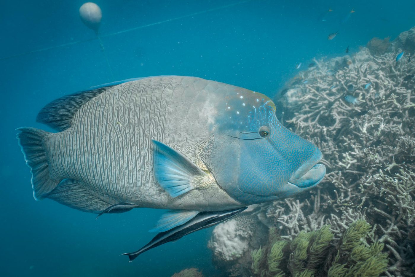 Napoleon Wrasse in the Great Barrier Reef