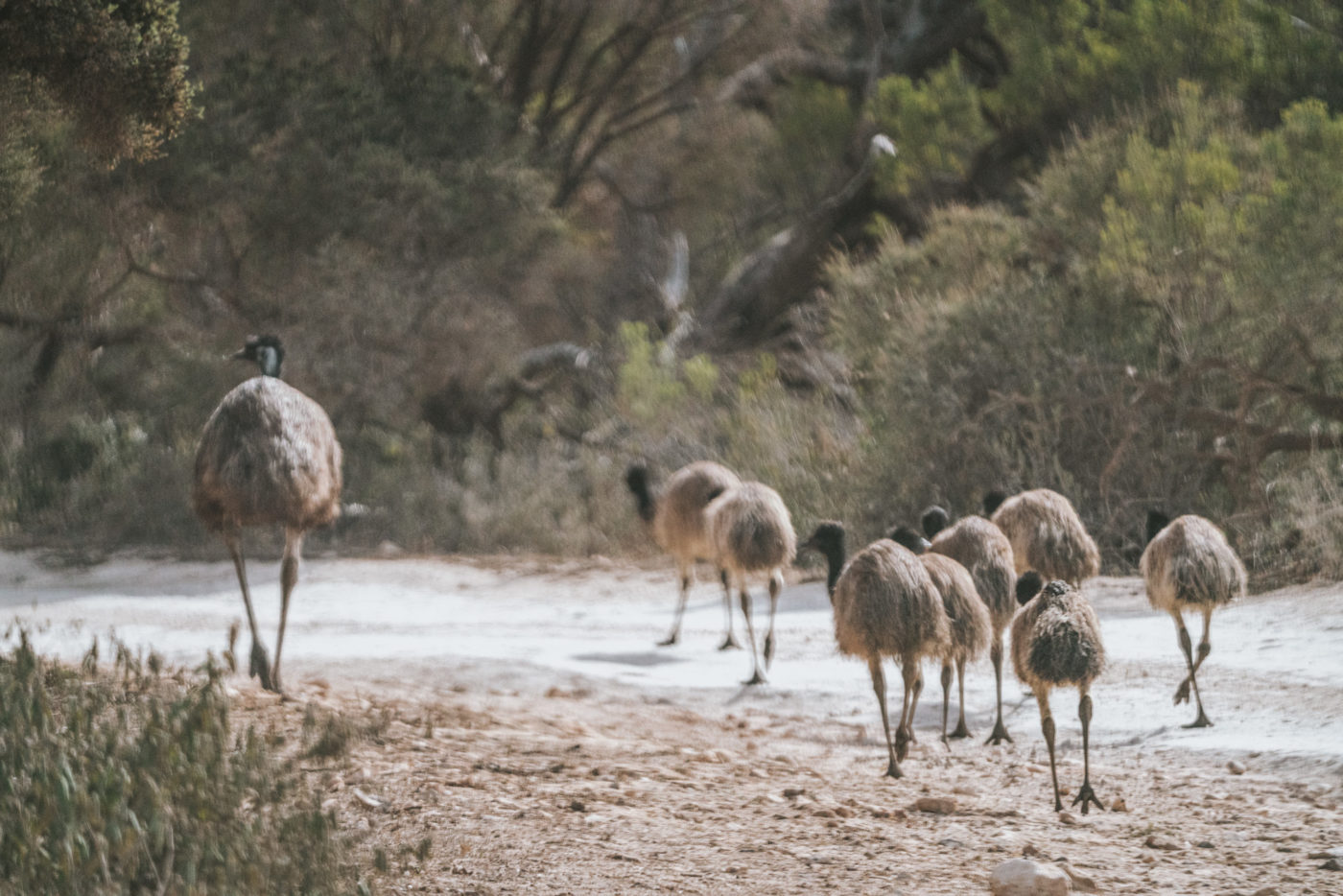 Australia SA Eyre Peninsula Coffin Bay National Park emus 03784