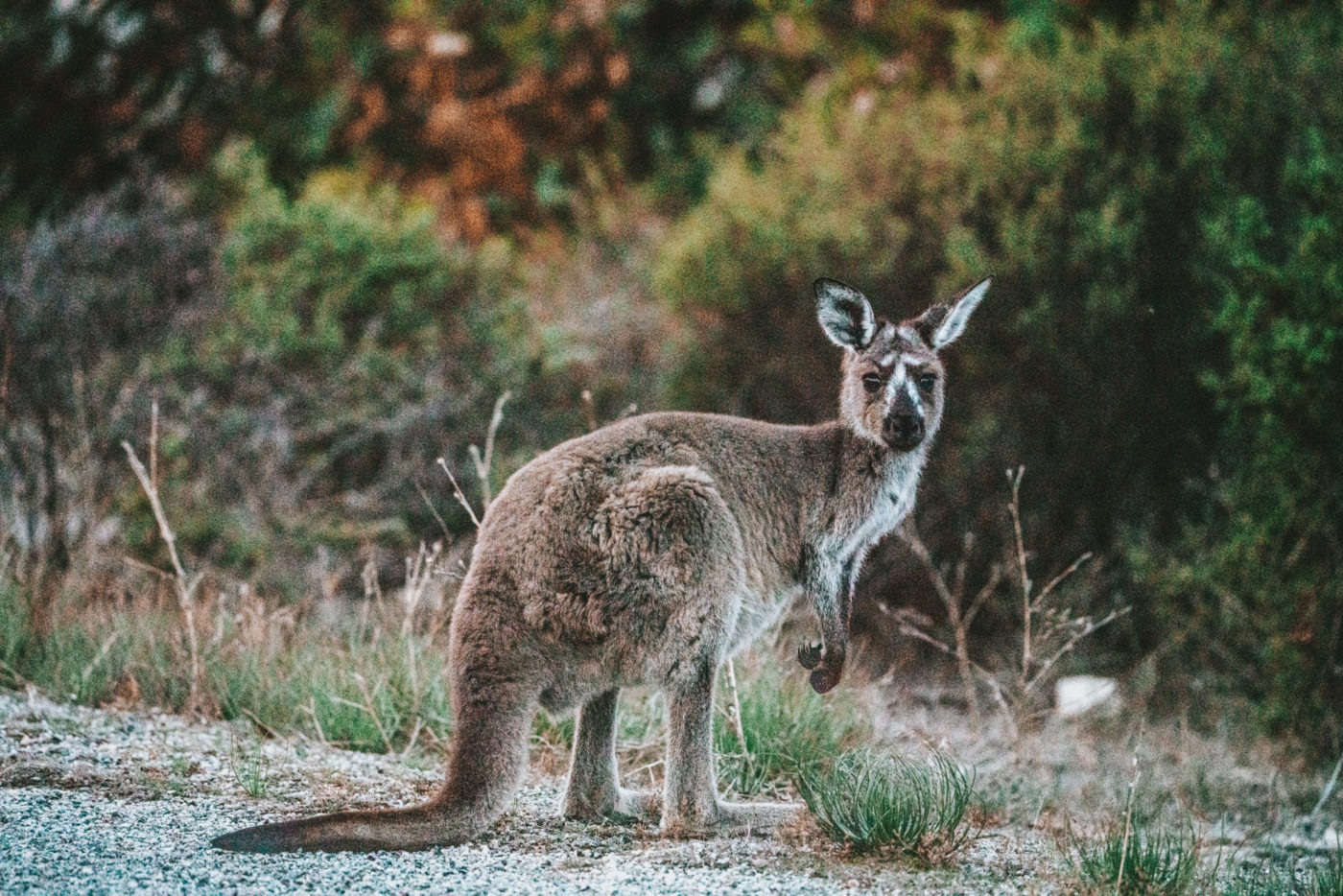 Australia SA Eyre Peninsula Lincoln National Park kangaroo 03722