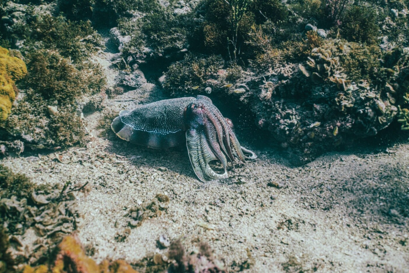 Australia SA Eyre Peninsula Whyalla cuttlefish-04285