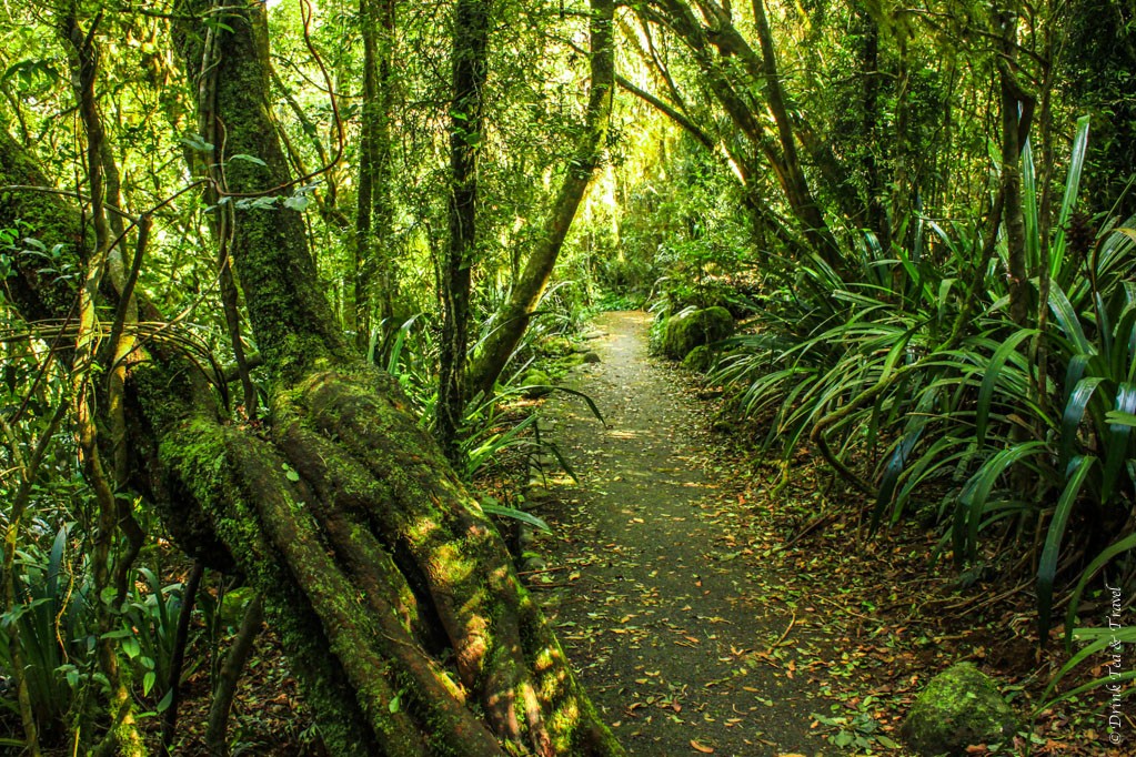 Along the Best of All Lookout track in Springbrook National Park