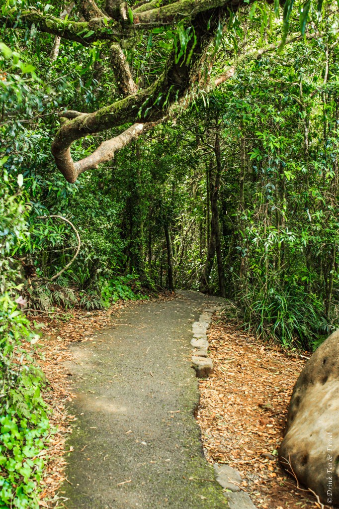 Following the Twin Falls Track in Springbrook National Park