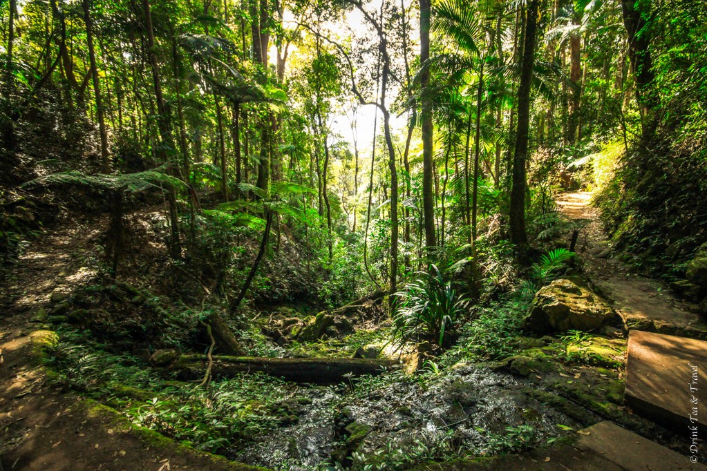 A curve in the Twin Falls path at Springbrook National Park