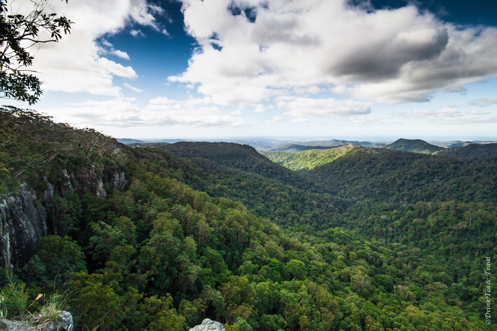 View from the Canyon Lookout, Springbrook National Park