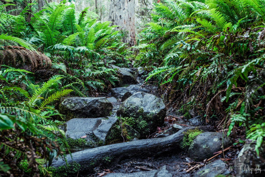 best places to visit in tasmania: Along the wet and slippery path to the Walls of Jerusalem National Park. 
