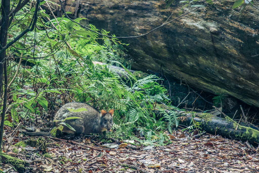 Local resident , a Tasmanian Pademelon is smaller with a more solid and rounded rump than the Benett's wallaby. Mt Field National Park