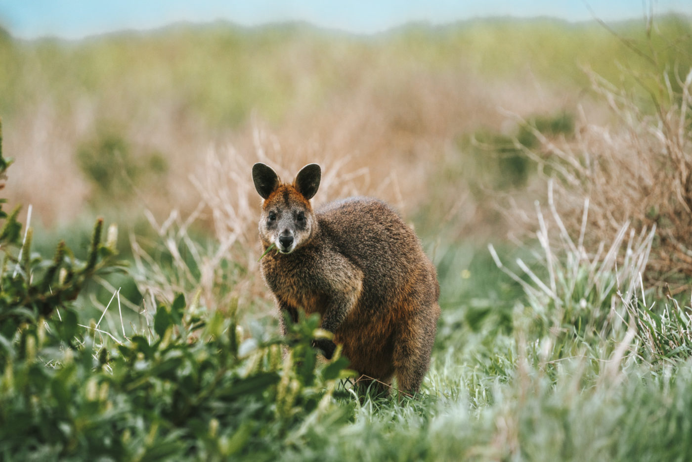 Curious Swamp Wallaby in Cape Woolamai