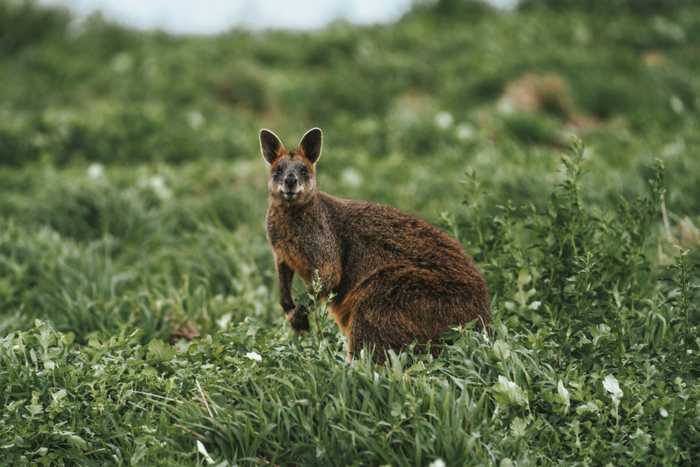 Curious Swamp Wallaby in Cape Woolamai