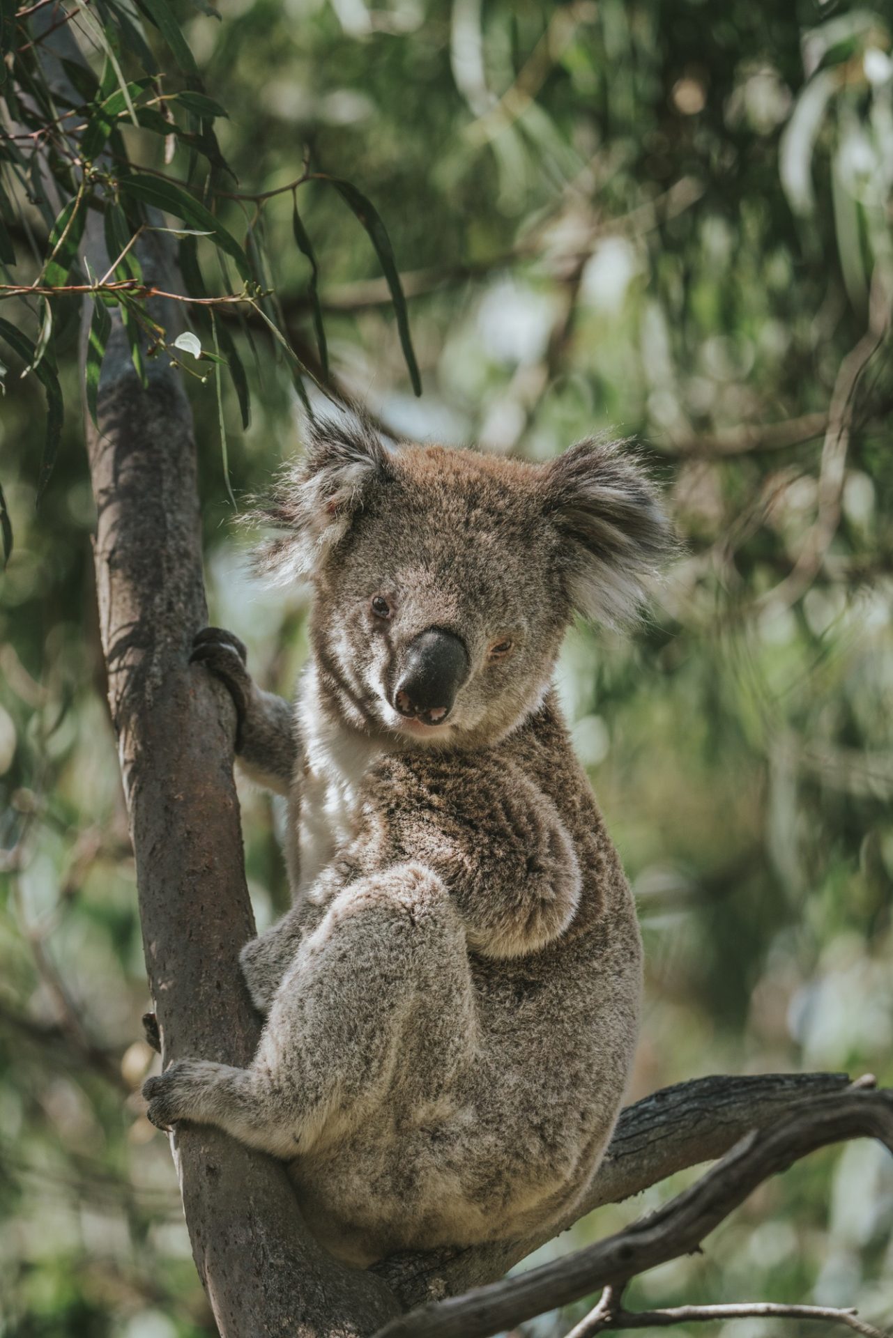 Koalas in their natural paradise.