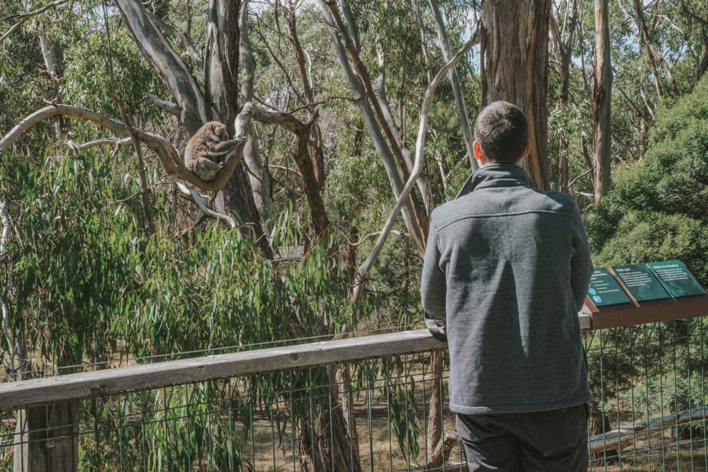 Explore the Koala Conservation Centre