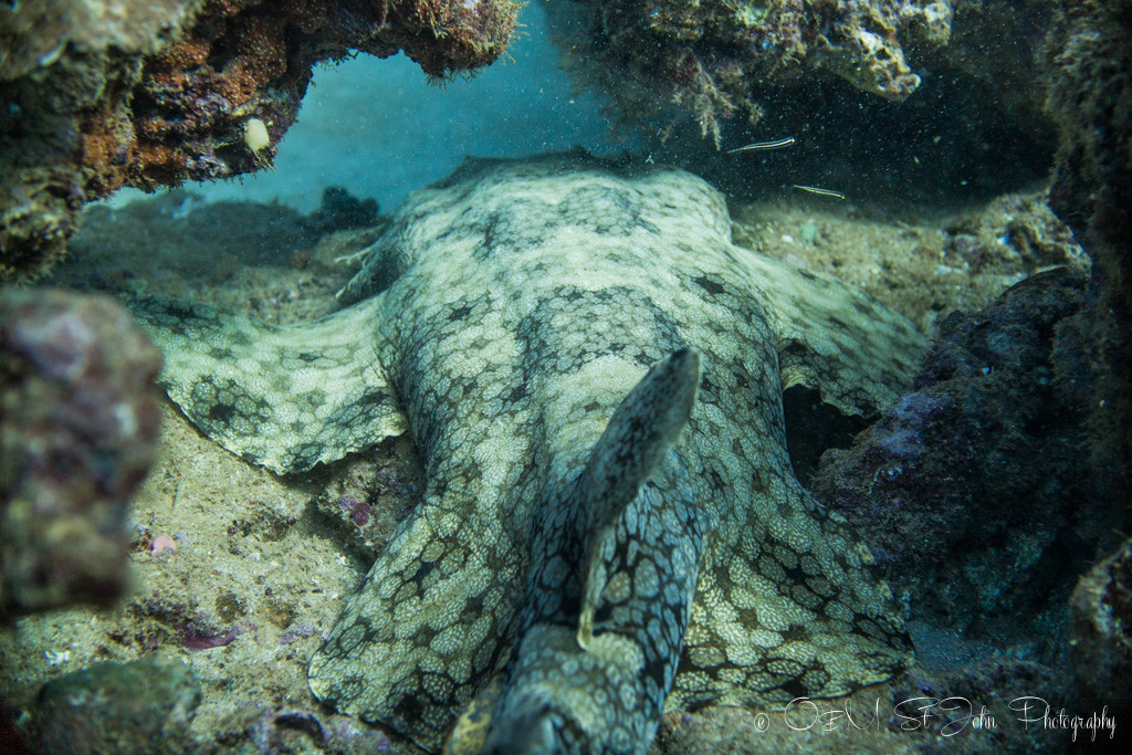 Western Australia itinerary: Wobbegong Shark at Lighthouse Bay dive site in Ningaloo Reef. Western Australia