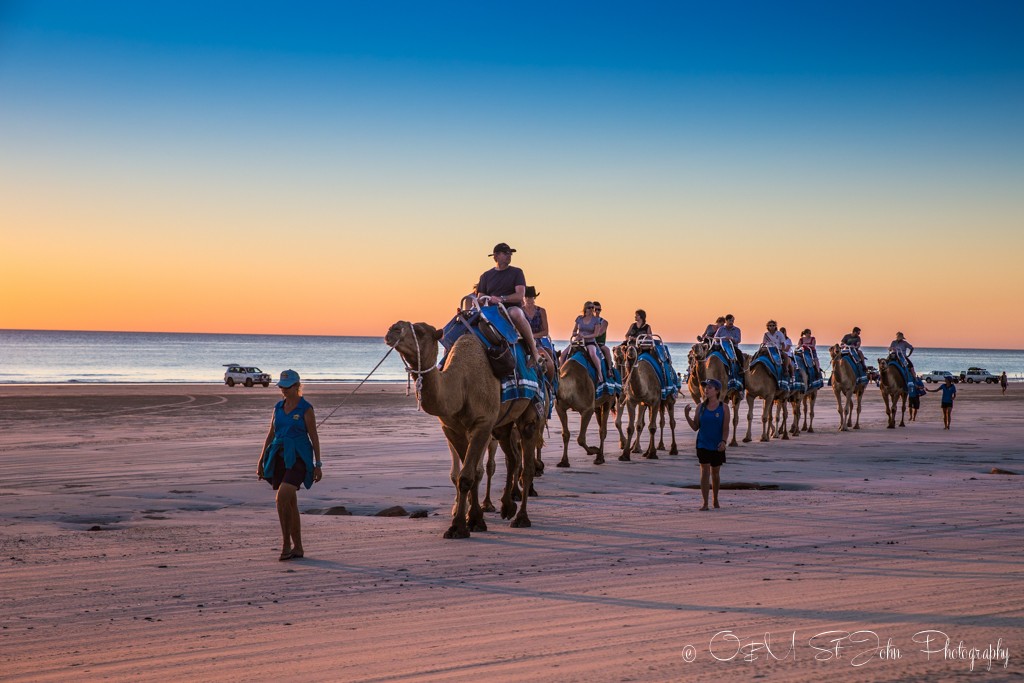 Camel train on Cable Beach in Broome, western australia road trip