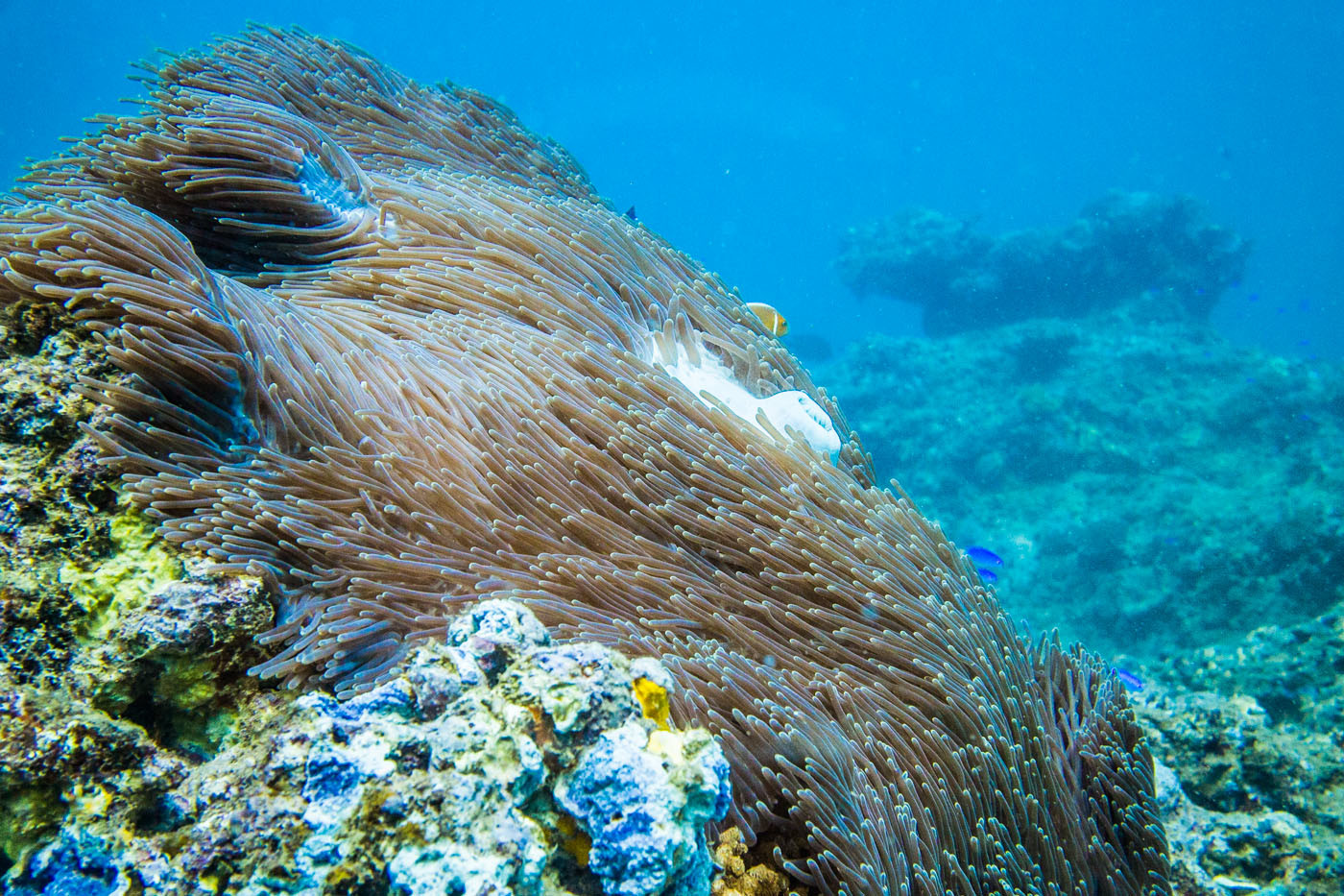 Ningaloo Reef, Exmouth. Western Australia. Cover Photo