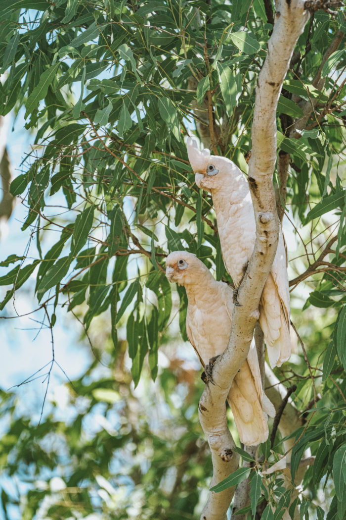 Multiple bird species spotted at the Mornington Wilderness.