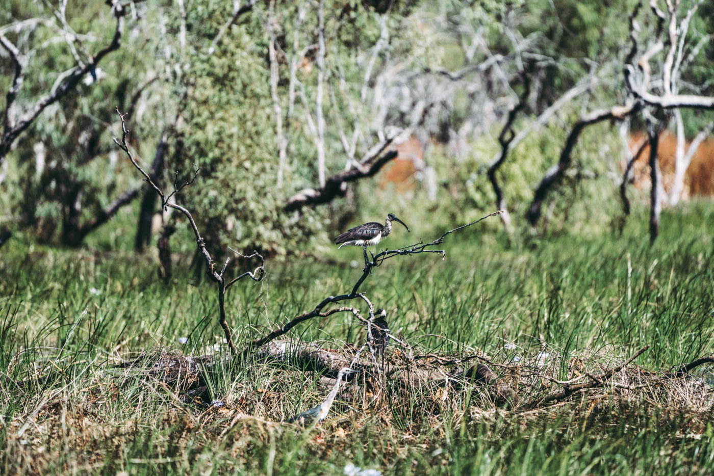 Australia WA Kimberley Gibb River Road Mornington Wilderness birds 08160