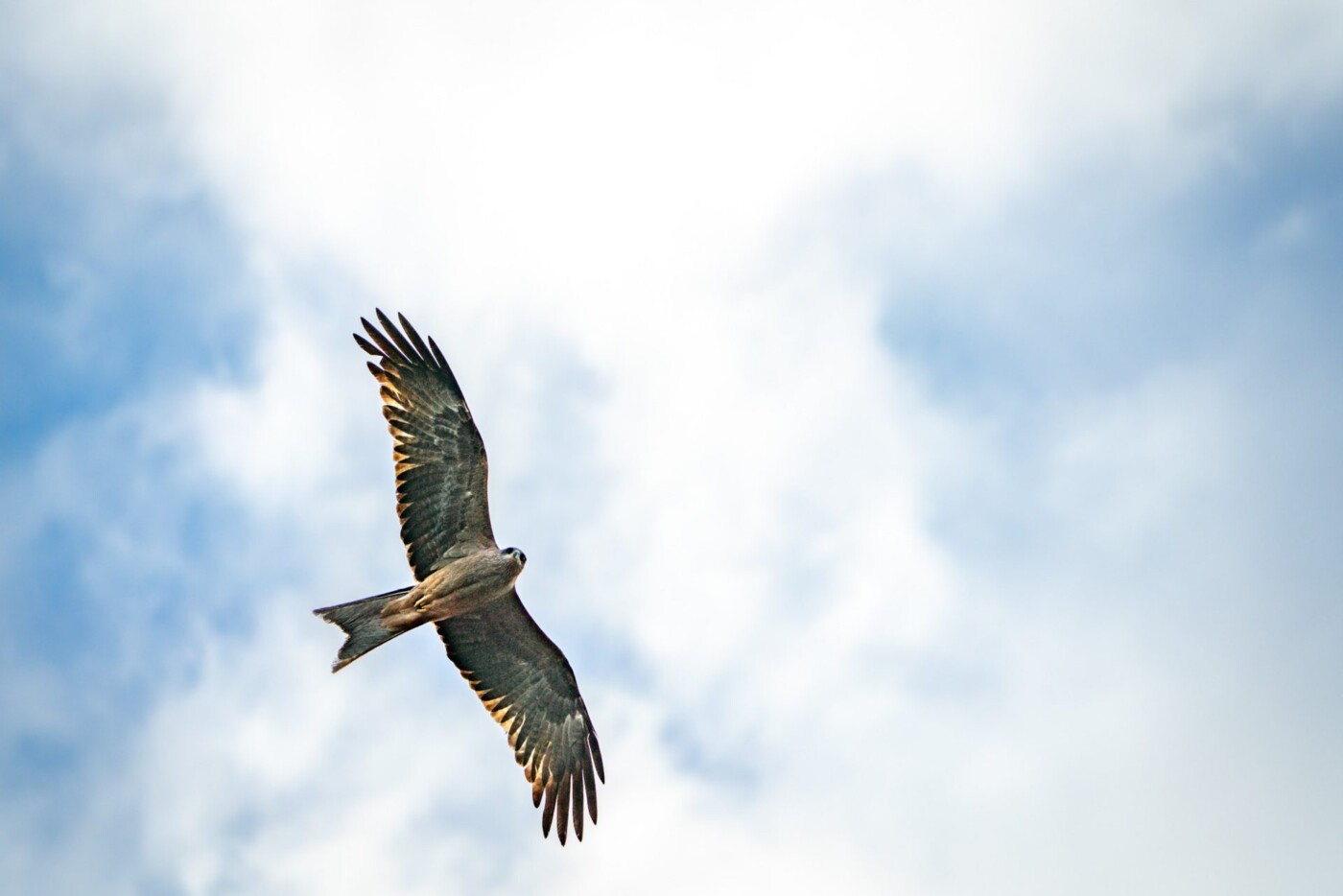 Several bird species can be spotted while on a Gibb River Road trip.