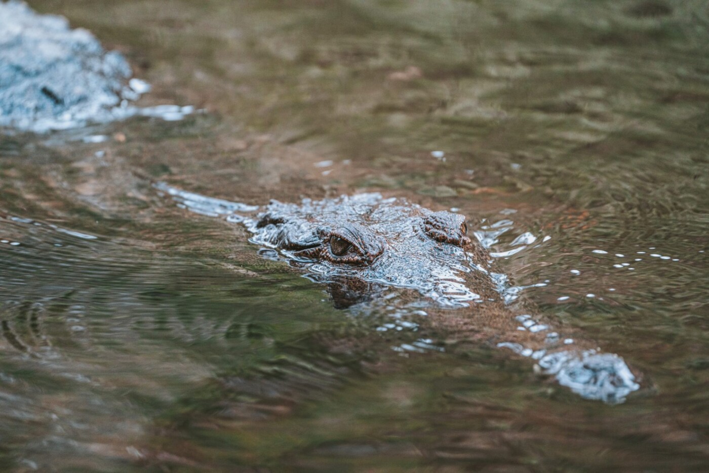 Croc at Windjana Gorge