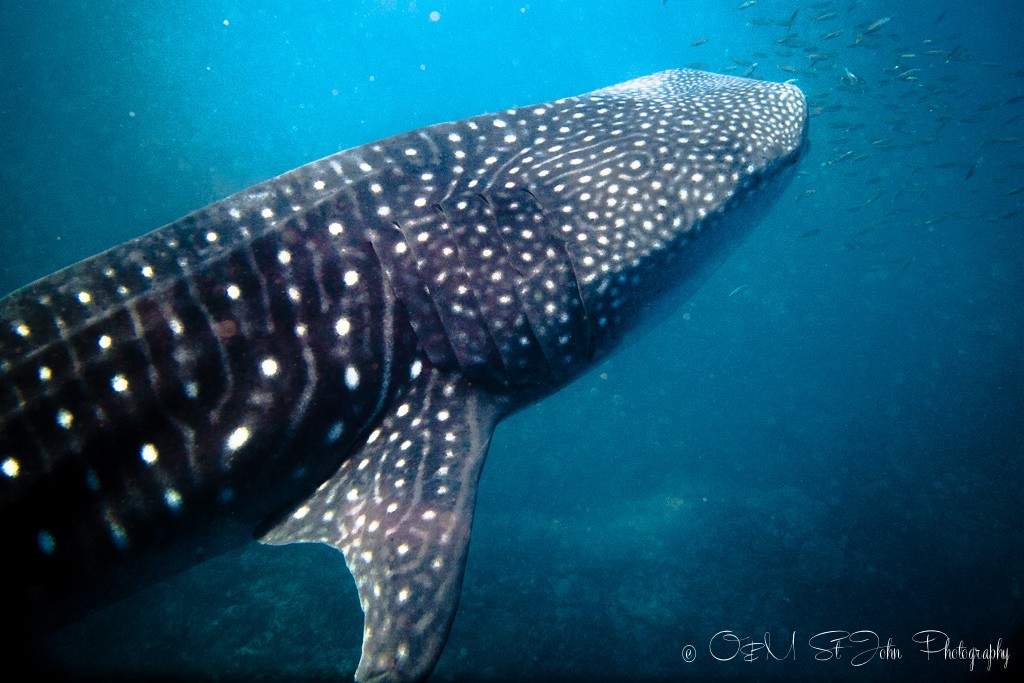 Whale shark in Ningaloo Reef. Exmouth. Western Australia