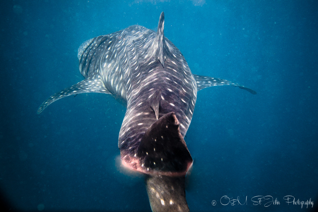 Whale shark in Ningaloo Reef. Exmouth. Western Australia