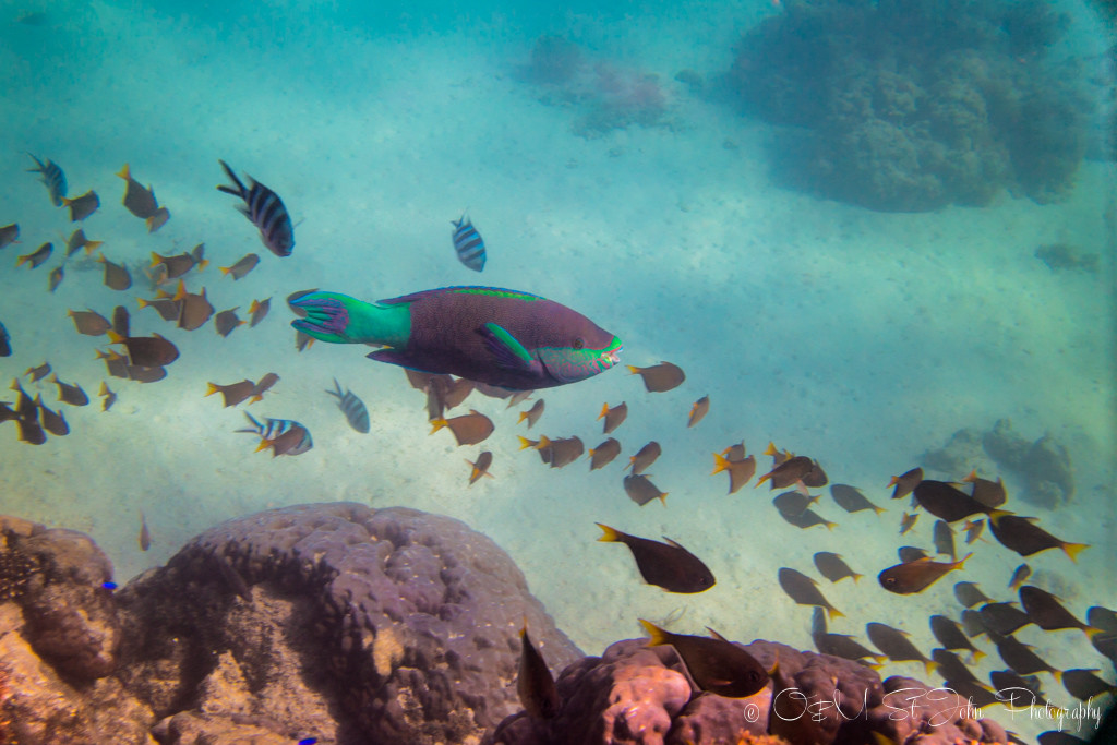 Ningaloo Reef. Exmouth. Western Australia