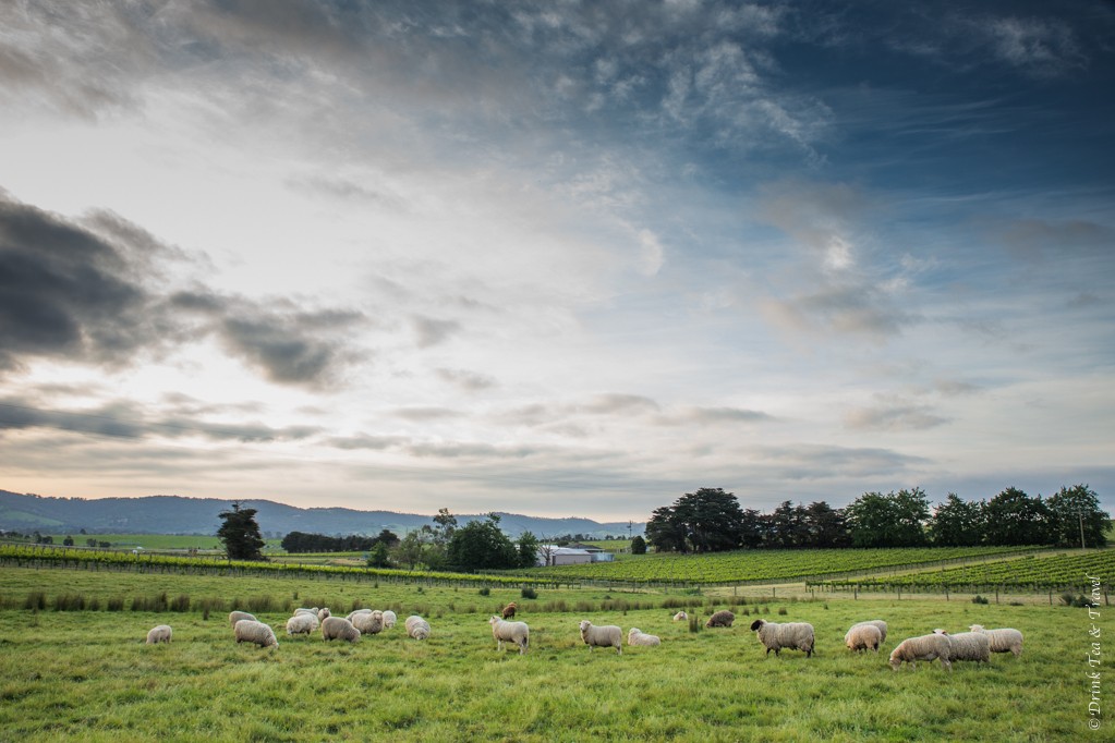 Sheep are easy to come by in Yarra Valley