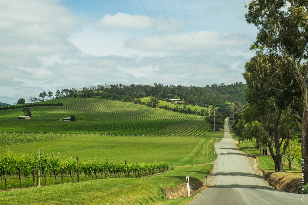 In Yarra Valley, Victoria, wine regions in Australia