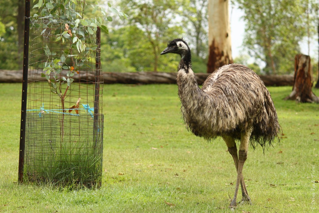 Emu at Lone Pine Koala Sanctuary, Queensland