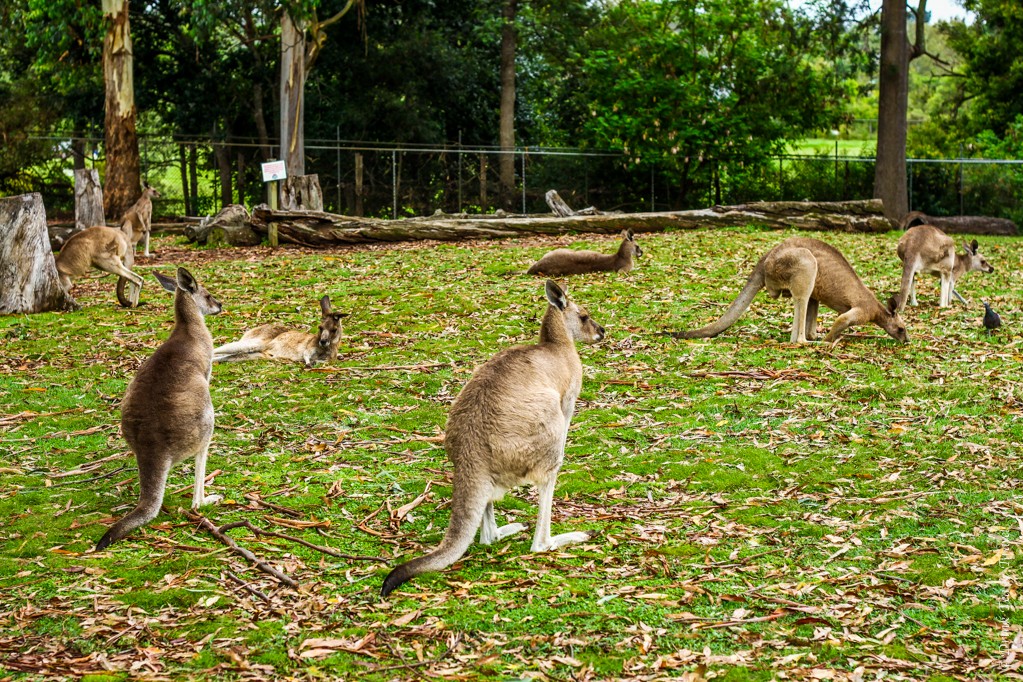 Eating Kangaroo Meat - An Insight Into Australian Culture