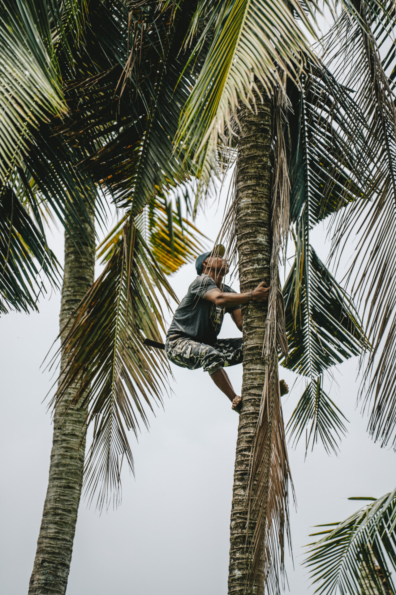 Bali Bakas village coconut tree 00667
