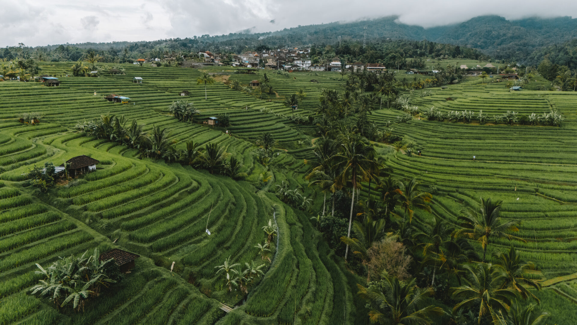 Jatiluwih Rice Terraces