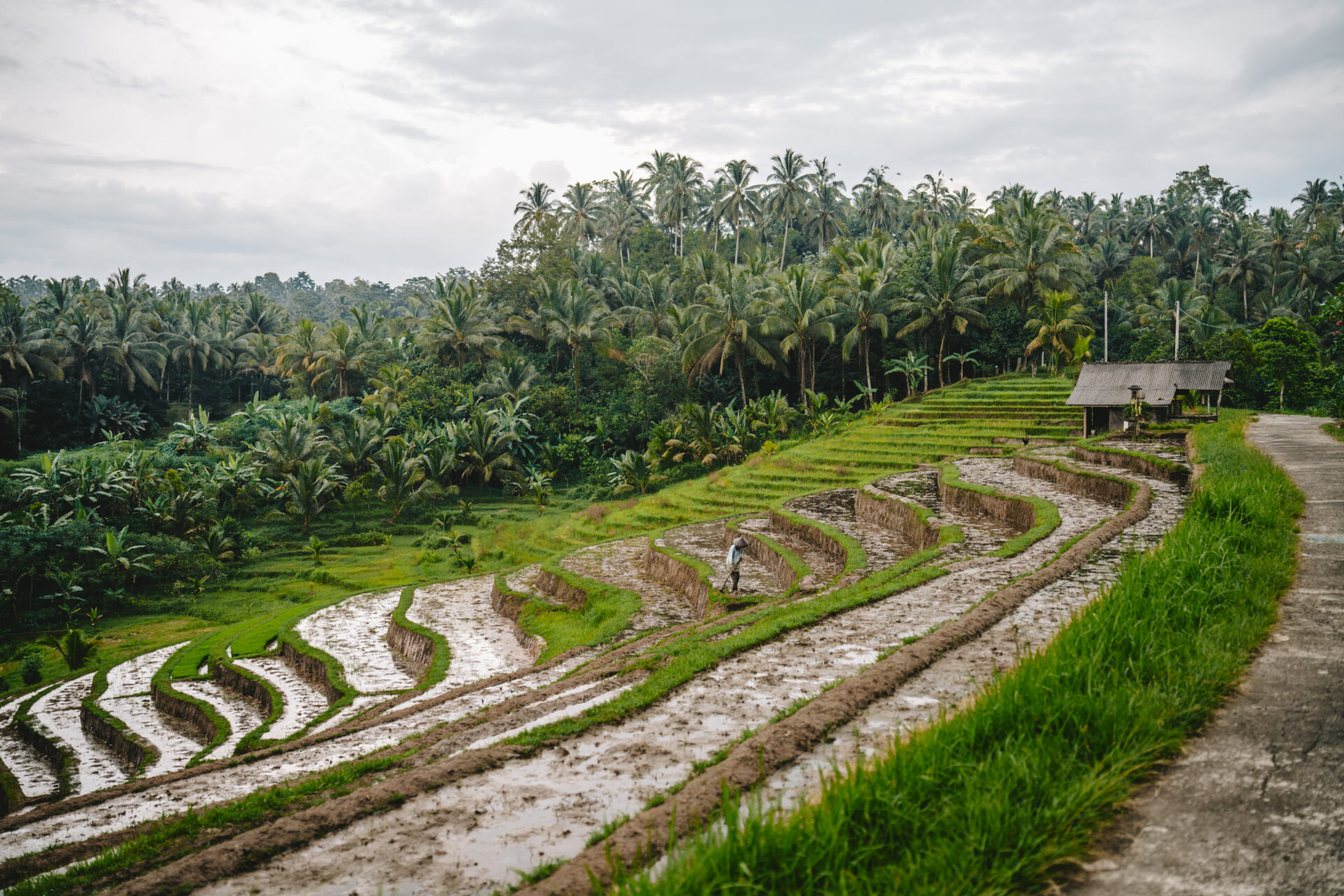 Bali Puri Dajuma Terrace village rice paddies 00426