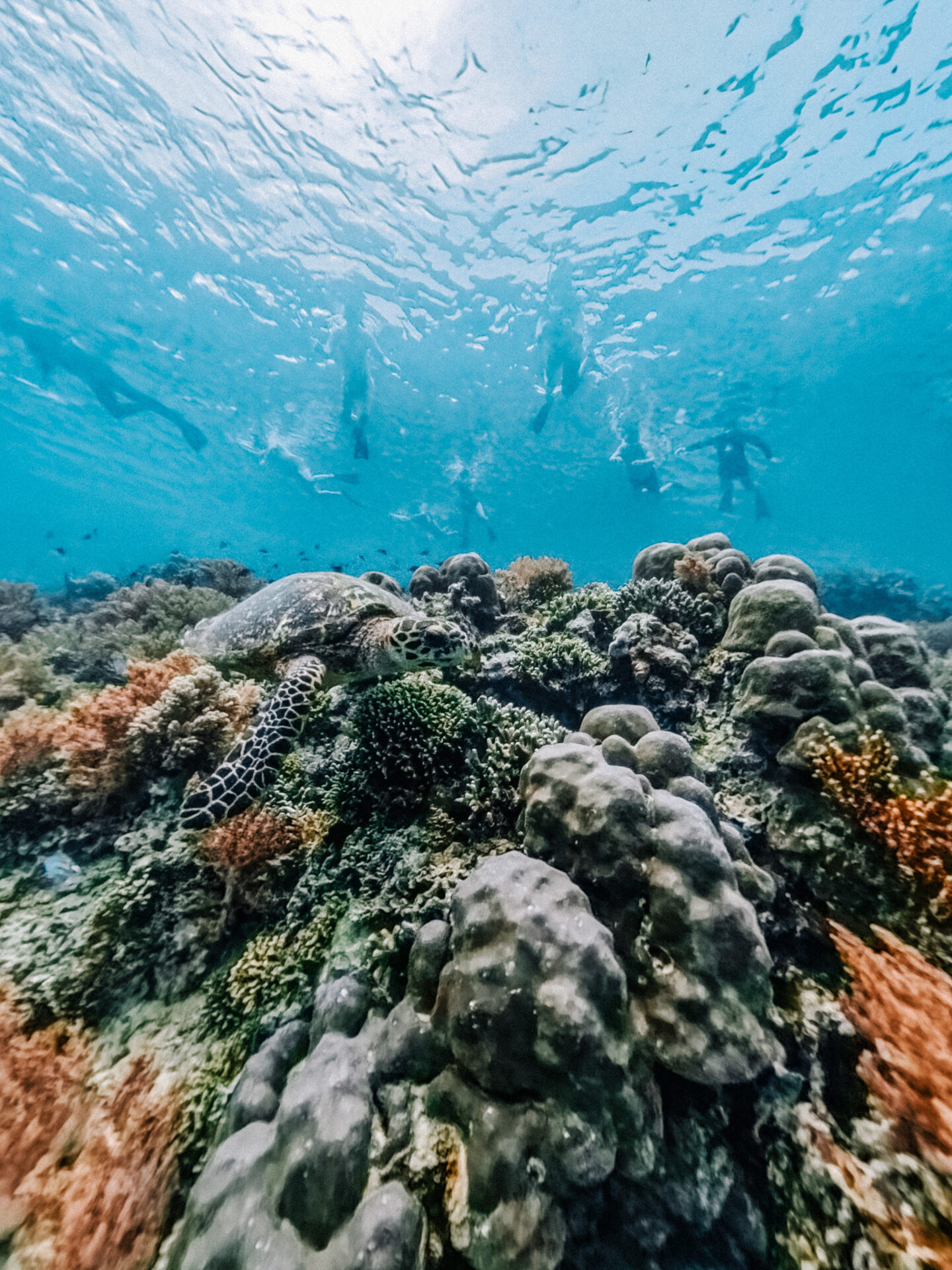 Snorkeling at Menjangan Island