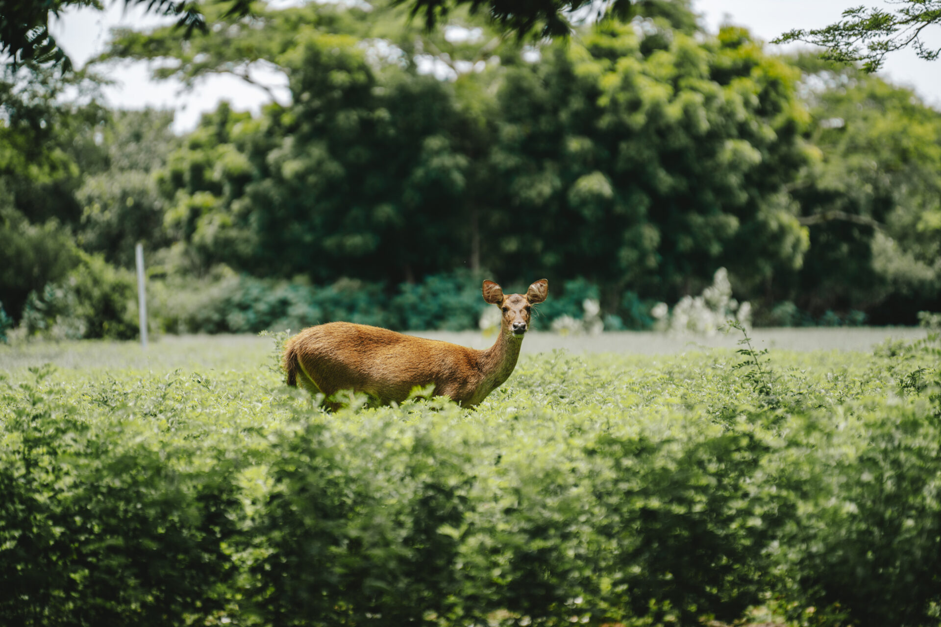 Deer at the West Bali National Park