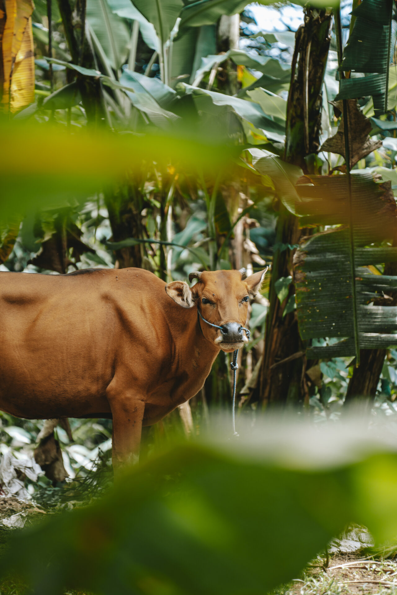 Bali cow 00395