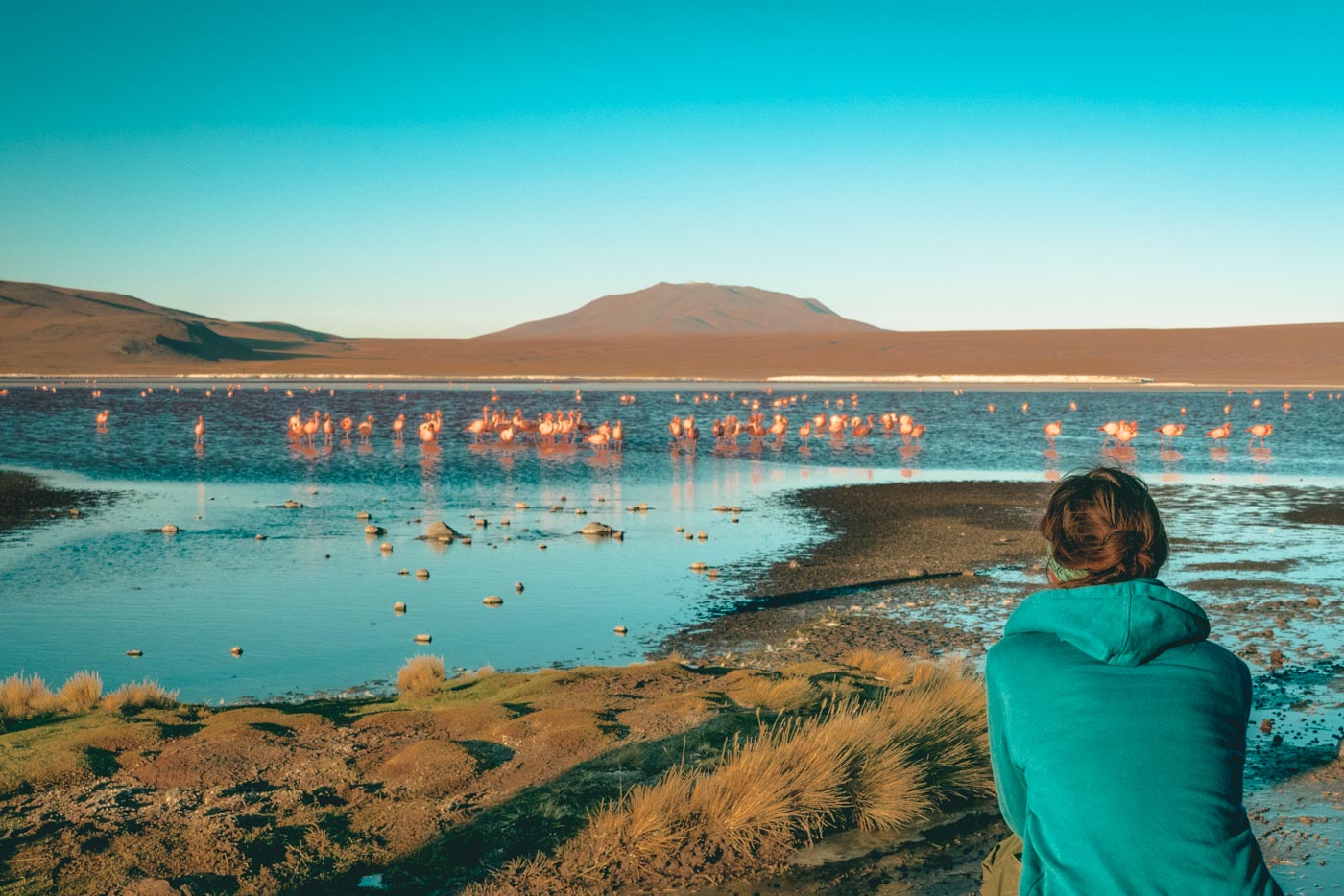 Admiring the flamingos