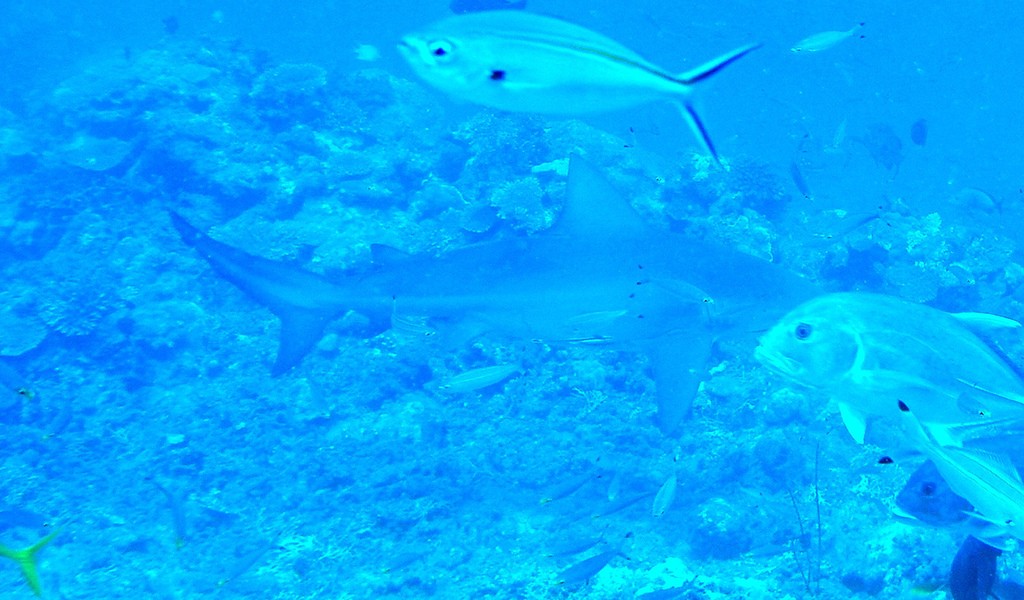 Scuba diving Costa Rica, bull shark