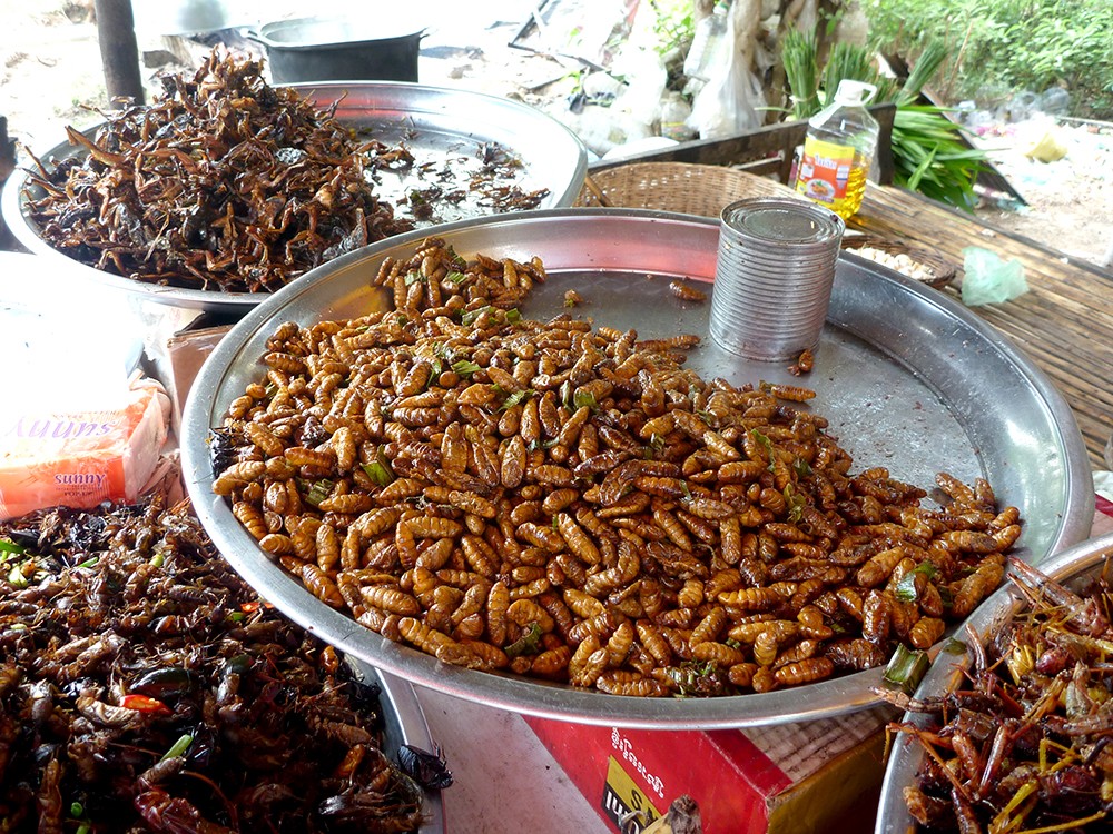 Cambodia Insect Stand