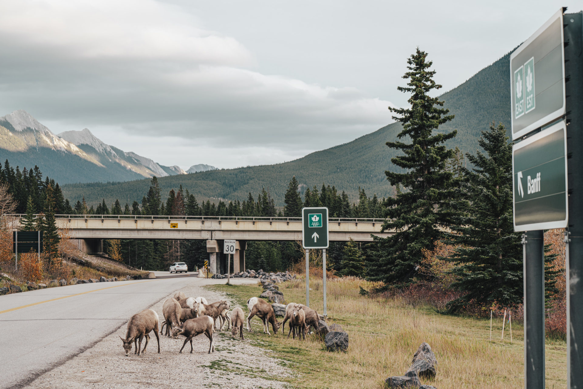Wildlife, things to do in Banff