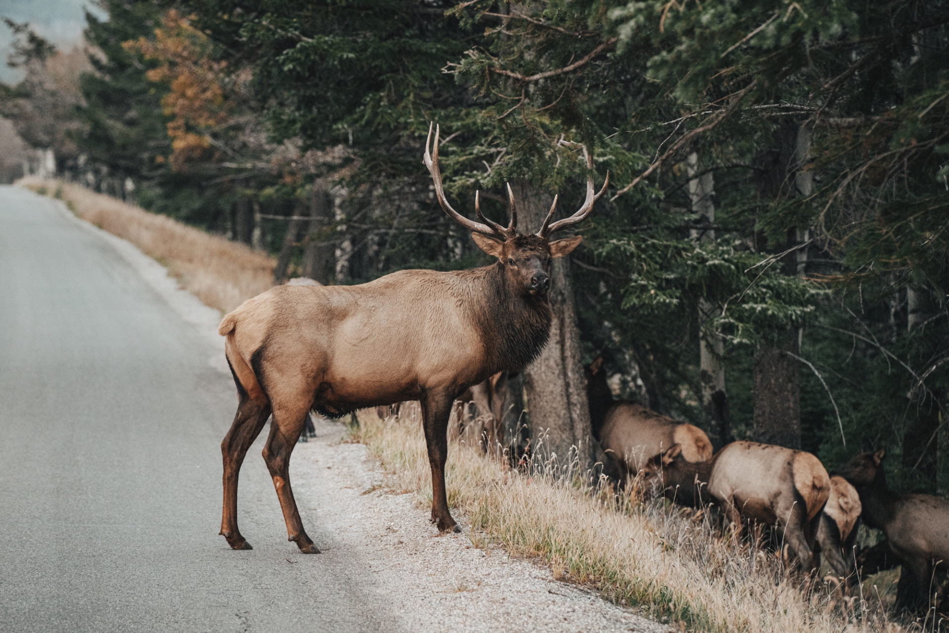 Canada Alberta Rocky Mountains Banff wildlife elk 06851