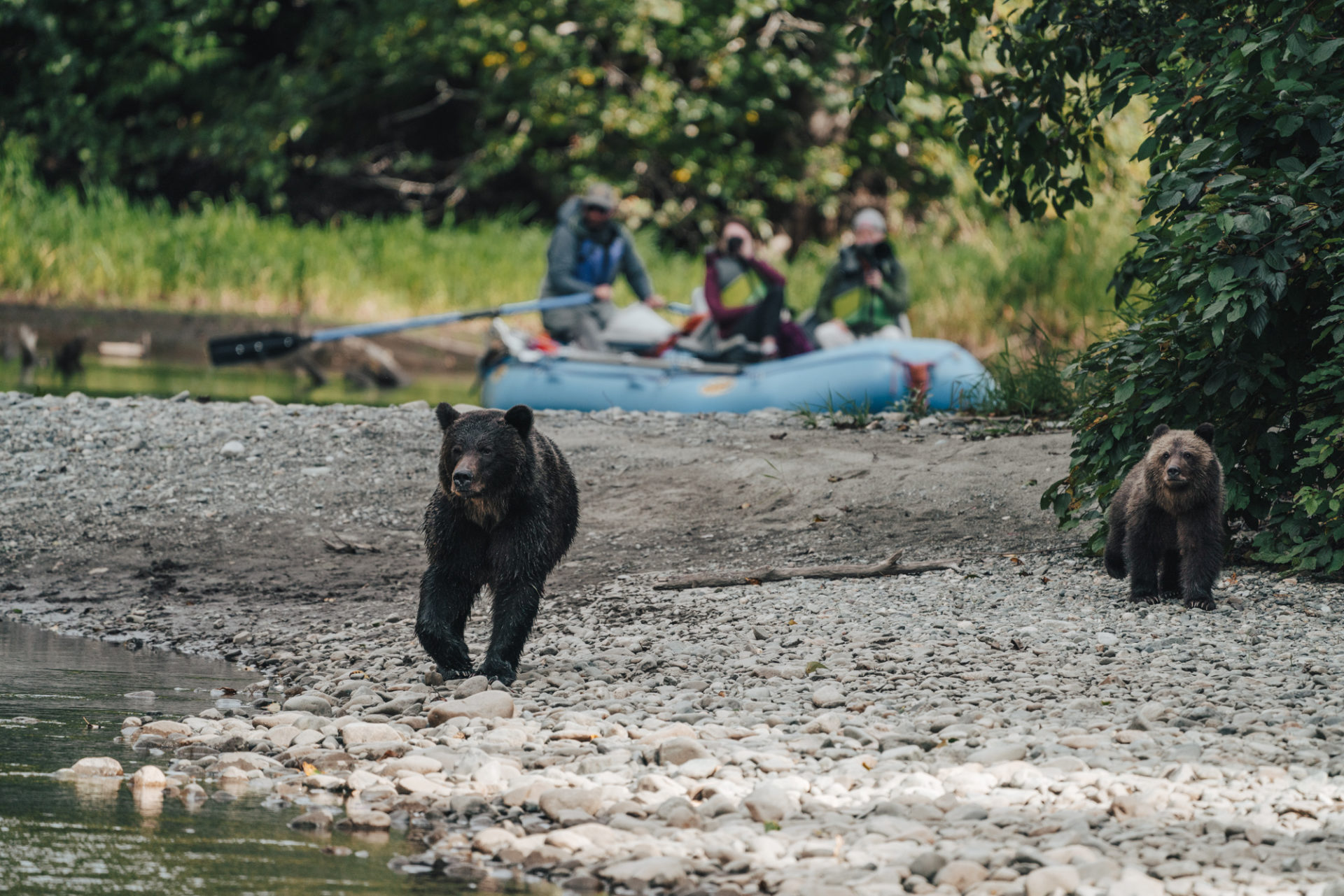 Canada BC Tweedsmuir Park Lodge river drift bear 05636